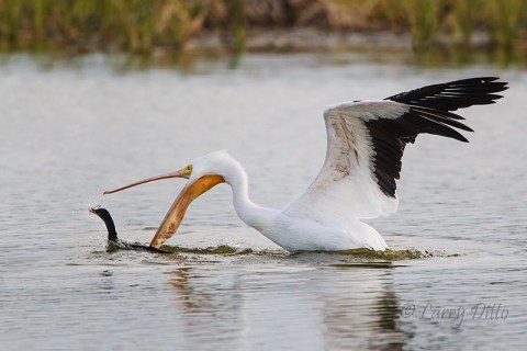 White Pelican taking fish from cormorant