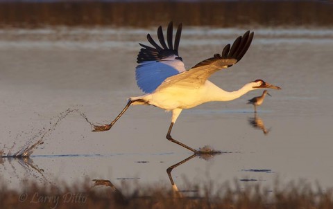 whooper takeoff as a willet watches from the background.