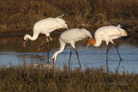 Whooping Crane family feeding on abundant blue crabs.  the orange-headed bird is a young of the year.