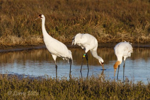 Whooping Crane family feeding while on adult maintains almost constant vigil.