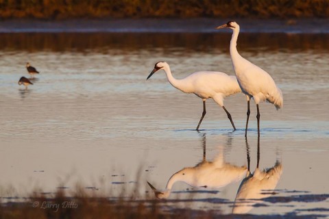 Whooping Crane pair feeding at sunrise