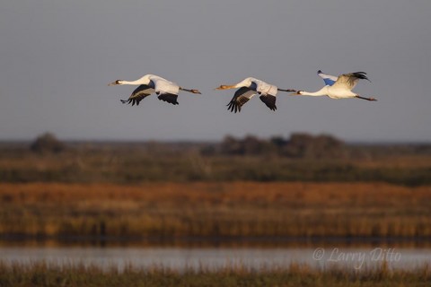 Whooping Crane family in flight