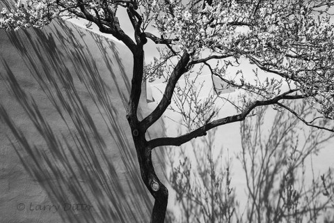 Apricot in bloom, Georgia O'Keeffe Museum, Santa Fe