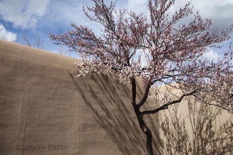 Pink apricot blooms and shadows on an adobe wall.