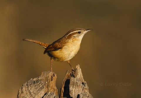 Carolina Wren on post