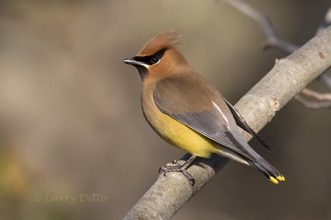 Cedar Waxwing in sycamore tree, Texas, spring