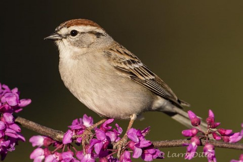 Chipping Sparrow in blooming Redbud tree.
