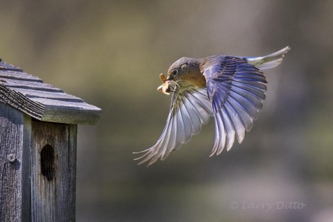 Eastern Bluebird feeding young