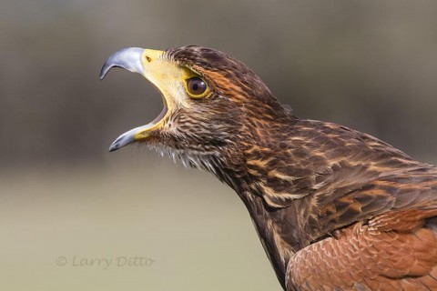 Juvenile Harris's Hawk