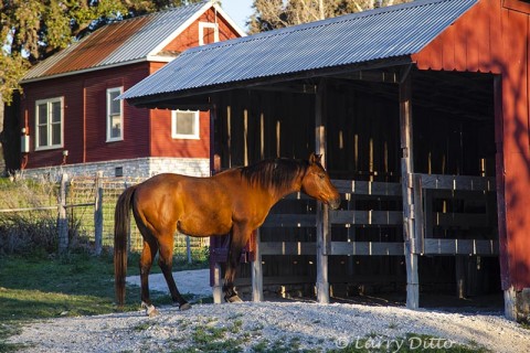 Bay horse at the red barn