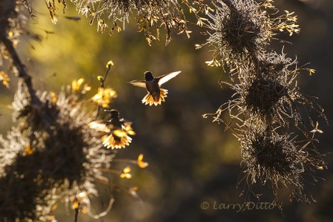 Hummingbirds and ball moss at sunrise