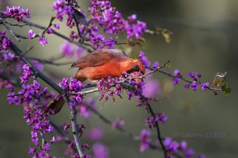 Northern Cardinal male hiding among the redbud blooms.