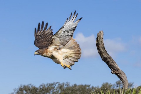 Red-tailed Hawk take off from tree stump. 