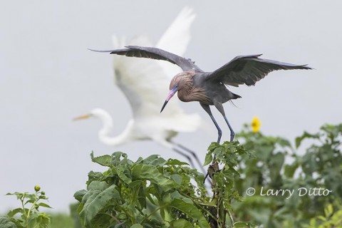 Reddish Egret landing