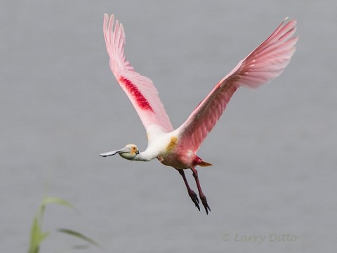 Roseate Spoonbill flight