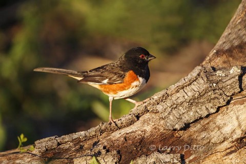 Spotted Towhee male foraging