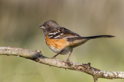 Spotted Towhee, female