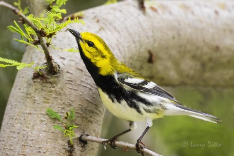 Black-throated Green Warbler male feeding on insects