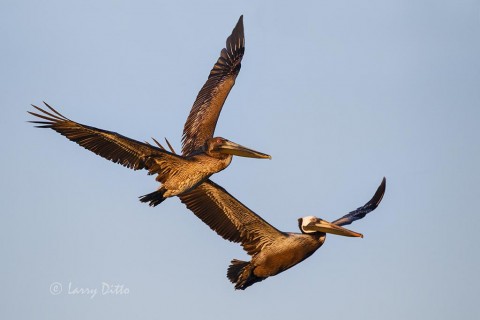 Brown Pelicans in flight over Galveston Bay.