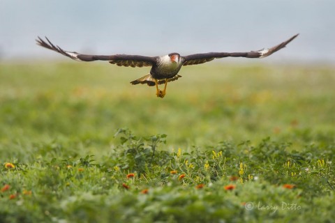 Caracara searching for gull nests among the wildflowers in Rockport.