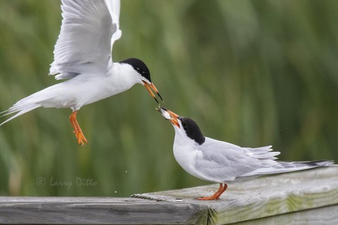 Forster's Terns bonding