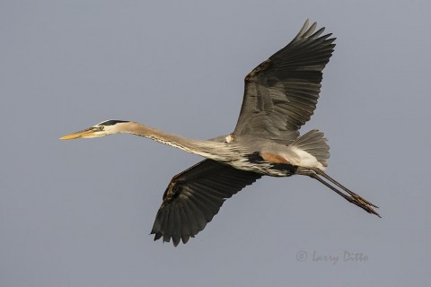 Great Blue Heron in flight over Aransas Bay.