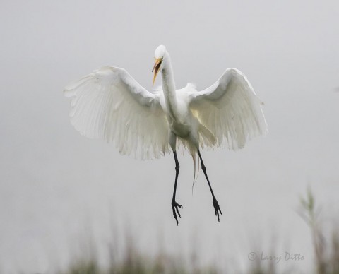 Great Egret landing