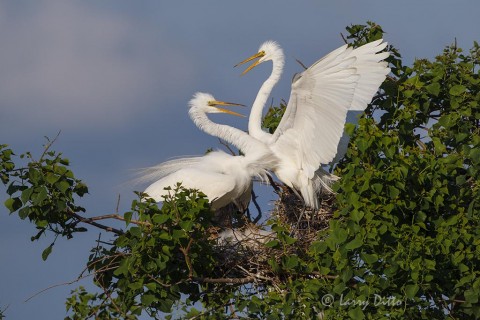 Great Egrets pair displaying at nest with young.