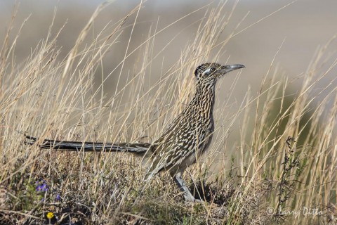 Greater Roadrunner at Adobe Walls west of Canadian.