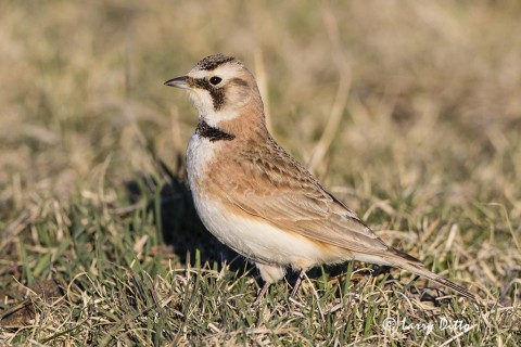 Horned larks visited the lek each morning.