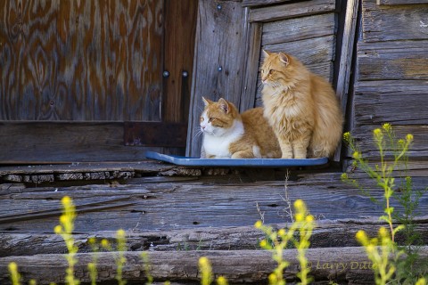 House Cats living on porch of old building in the village of Lipscomb.