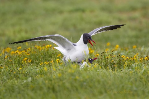 Laughing Gulls mating amid wildflowers in a Rockport city park.
