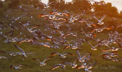 Sunlight on seagull wings and tails in Galveston Bay.