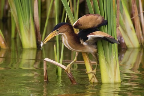 Least Bittern with fish in the cattails at Port Aransas Birding Center.