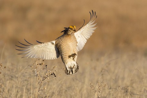 Landing lesser prairie chicken.