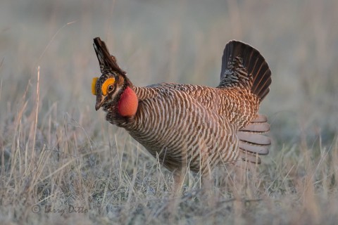 Lesser Prairie Chicken male booming on lek,