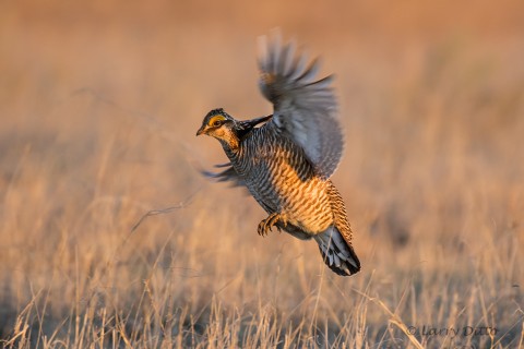 Lesser Prairie Chicken landing.