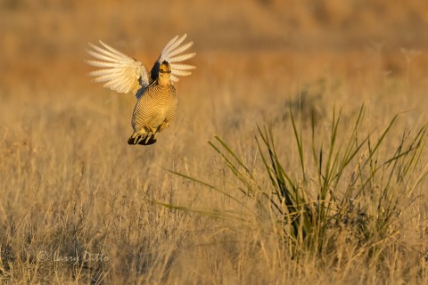 Chicken landing on a yucca.