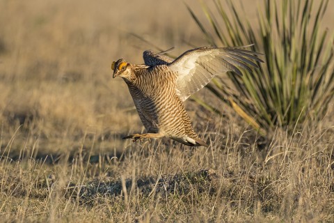 Lesser Prairie Chicken male landing