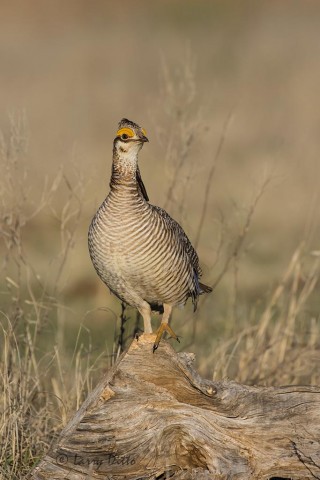 Prairie chicken perched on a cedar stump in the middle of the lek.  The birds seek high perches like cow paddies, yucca clumps and stumps scattered about the booming ground.