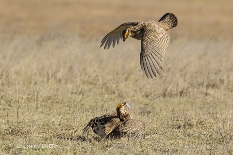 Male challenging another bird.