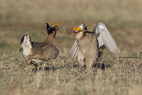 Prairie Chicken threat posture.