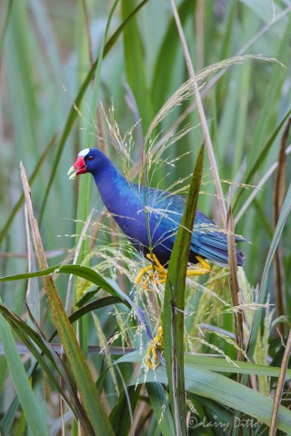 Purple Gallinule eating grass seeds at the High Island Sanctuary.
