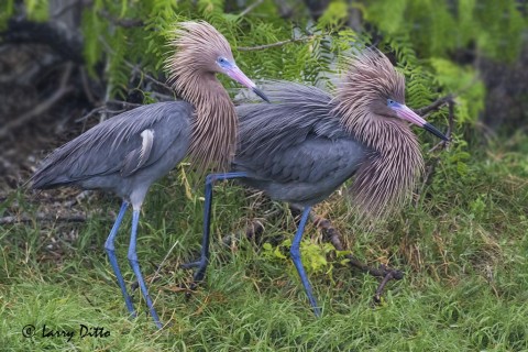 Reddish Egrets in breeding plumage