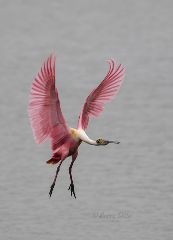 Roseate Spoonbill spreading its wings for a soft landing.