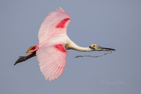 Roseate Spoonbill with nest building material.