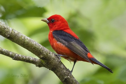 Scarlet Tanager male in a mulberry tree.