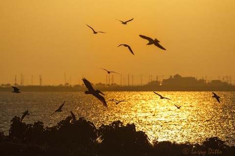 Brown Pelicans and laughing gulls at sunset on Galveston Bay