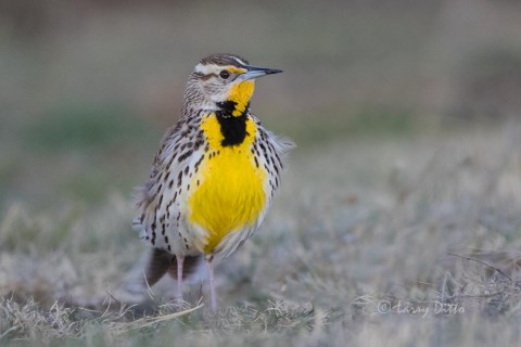 Western Meadowlark attracted to all the action at a lek.