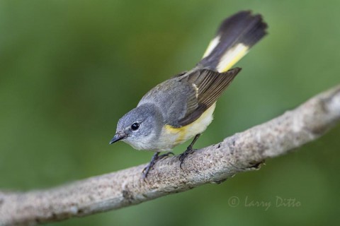 Ever try photographing a redstart in low light...a constant twitch, twitch, twitch.